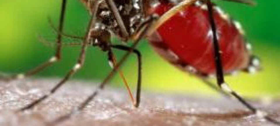 Nærbilde av Aedes aegypti som suger blod fra armen til em mann. Det er kun hunnen som stikker. (Foto: James Gathany, Centers for Disease Control and Prevention)