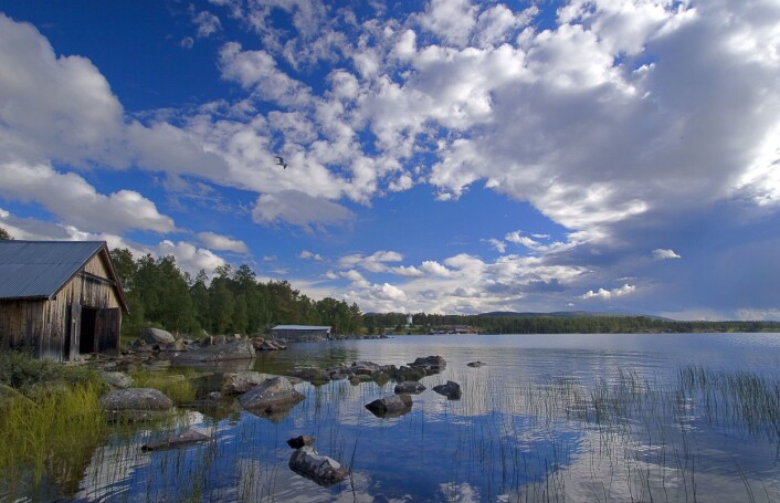 Økt nitrogennedfall fører paradoksalt nok ikke til økt vekst i norske innsjøer. Her et parti fra Femunden. (Foto: Erik Jørgensen/Innovasjon Norge) Økt nitrogennedfall fører paradoksalt nok ikke til økt vekst i norske innsjøer. Her et parti fra Femunden. (Foto: Erik Jørgensen/Innovasjon Norge)