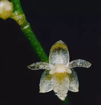 Den nye orkidéen er foreløpig navnløs, men tilhører slekten Platystele. (Foto: Lou Jost)