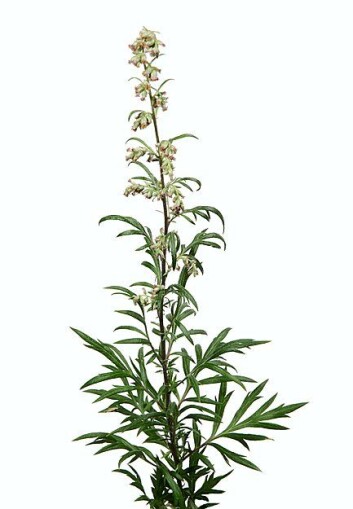Burot (Artemisia vulgaris). (Foto: Erling Fløistad) Burot (Artemisia vulgaris). (Foto: Erling Fløistad)