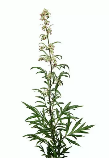 Burot (Artemisia vulgaris). (Foto: Erling Fløistad)
