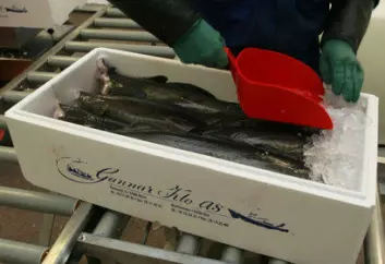 Ved å holde villfisken levende i merd kan man levere fersk fisk til tidspunkt som er avtalt med kunden. (Foto: Frank Gregersen, Nofima)