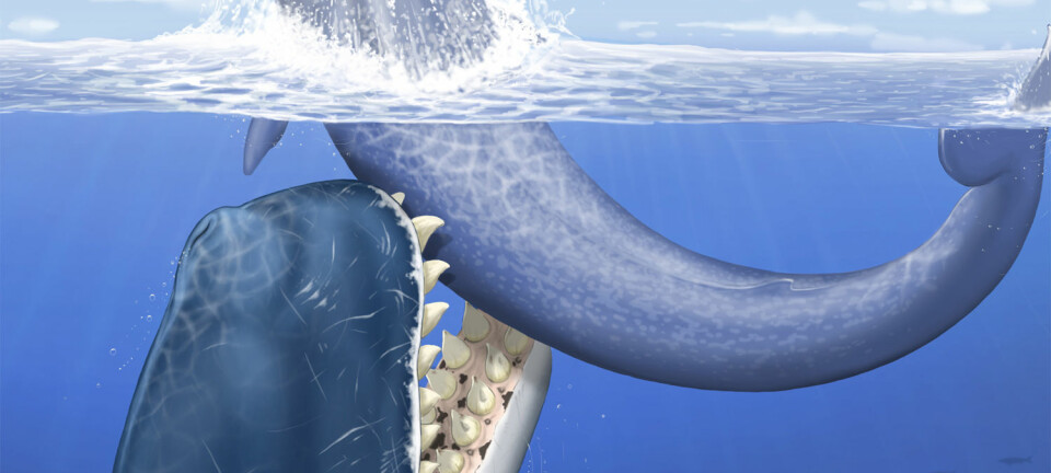 Illustrasjon av den utdødde spermhvalen Leviathan melvillei, som levde for 12-13 millioner år siden. Her angriper den en mellomstor bardehval havet, utenfor kysten av det som i dag utgjør Peru. (Foto: C. Letenneur, MNHN)