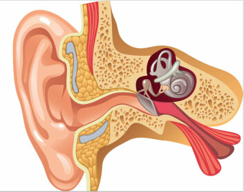 Krystaller kan løsne og bevege seg ut i buegangene i det indre øret. Dette gir karusellsvimmelhet kjent som krystallsyke.