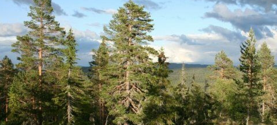 Mye av forskningen på skoghistorie har foregått i Trillemarka naturreservat i Buskerud fylke. (Foto: Jørund Rolstad, Skog og landskap)