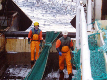 Tråldekket er en meget risikoutsatt arbeidsplass med mange personskader. (Foto: Sintef) Tråldekket er en meget risikoutsatt arbeidsplass med mange personskader. (Foto: Sintef)
