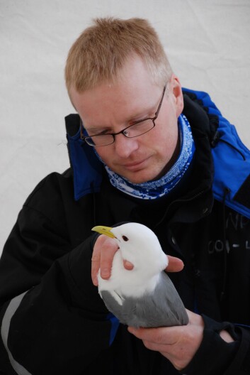 Kjetil Sagerup under feltarbeid i forbindelse med doktorgradsarbeidet. Her med en krykkje. (Foto: Geir Wing Gabrielsen/Norsk Polarinstitutt) Kjetil Sagerup under feltarbeid i forbindelse med doktorgradsarbeidet. Her med en krykkje. (Foto: Geir Wing Gabrielsen/Norsk Polarinstitutt)