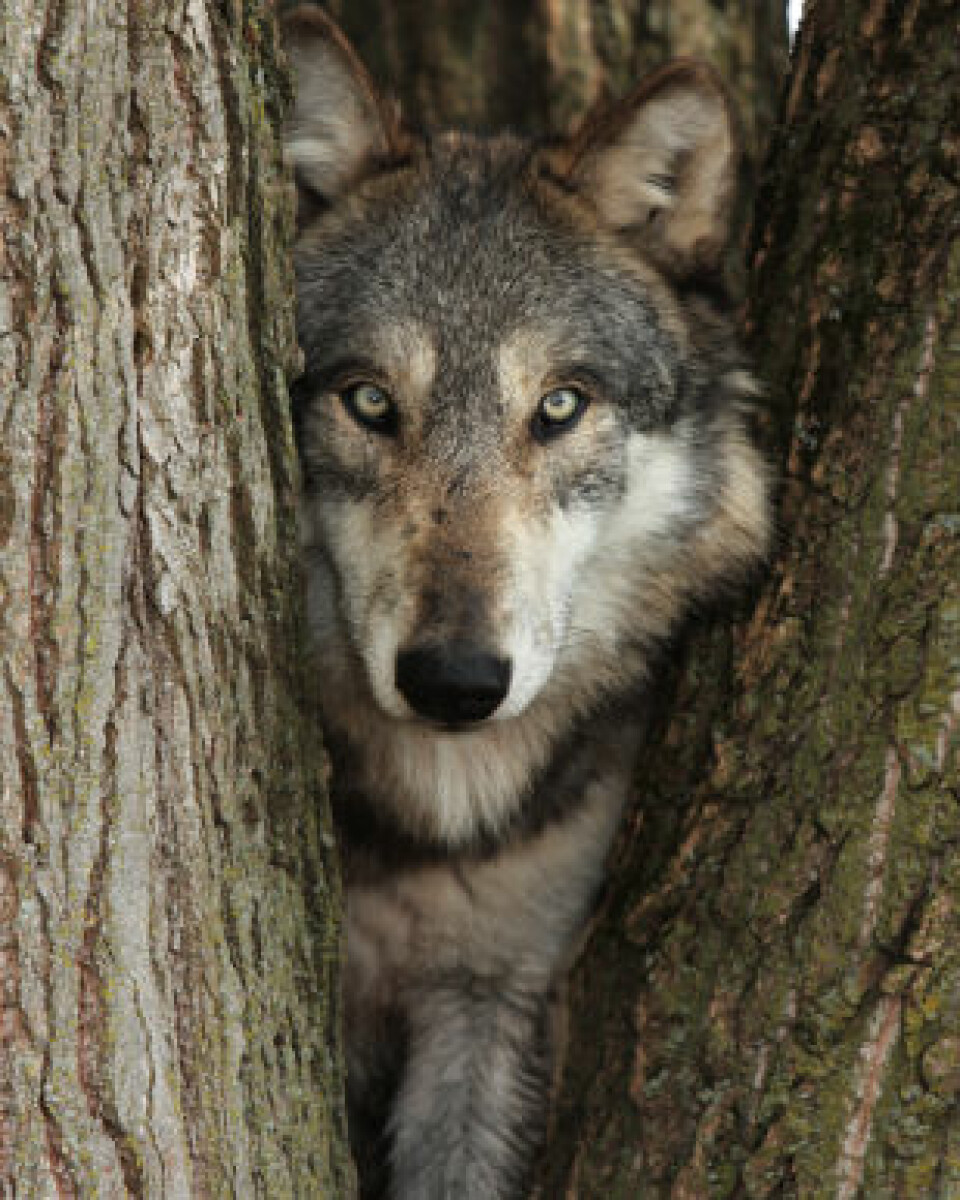 'Opprinnelig stammer alle hunder fra ulven. (Illustrasjonsfoto: iStockphoto)'