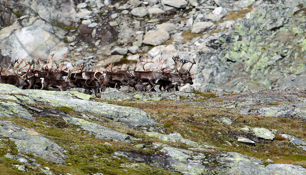 Bukkeflokk med villrein i Nordfjella. Etter sanering av bestanden på grunn av skrantesjuka så er det ikkje lenger villrein her. Bukkeflokk med villrein i Nordfjella. Etter sanering av bestanden på grunn av skrantesjuka så er det ikkje lenger villrein her.