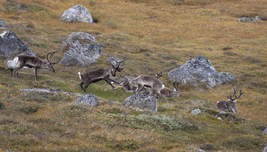 Hos reinen har både hoar (simle) og hannar (bukk) gevir. Kanskje Rudolf eigentleg var ei simle? Reinen heilt til høgre er ei simle, og midt i bildet kranglar to bukkar. Foto Johan Trygve Solheim, Norsk Hjortesenter. Hos reinen har både hoar (simle) og hannar (bukk) gevir. Kanskje Rudolf eigentleg var ei simle? Reinen heilt til høgre er ei simle, og midt i bildet kranglar to bukkar. Foto Johan Trygve Solheim, Norsk Hjortesenter.