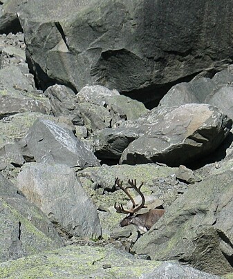 Villrein og stein. Ein reinsbukk i Midtmaradalen i Jotunheimen omkransa av mengder av stein, men her finn den også litt lav, moser, gras og urter. Reinen er ein meister i å utnytte sparsomme ressursar. Foto Stein Joar Hegland. Villrein og stein. Ein reinsbukk i Midtmaradalen i Jotunheimen omkransa av mengder av stein, men her finn den også litt lav, moser, gras og urter. Reinen er ein meister i å utnytte sparsomme ressursar. Foto Stein Joar Hegland.