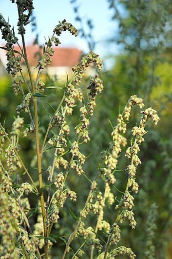 Burot (Artemisia vulgaris). (Foto: Erling Fløistad) Burot (Artemisia vulgaris). (Foto: Erling Fløistad)
