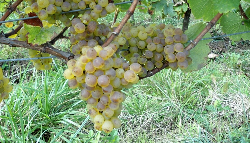 Savagnin blanc-druer.