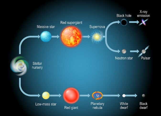 Stjernenes livssyklus. Illustrasjonen viser hvordan stjerner kan utvikle seg, avhengig av massen deres.