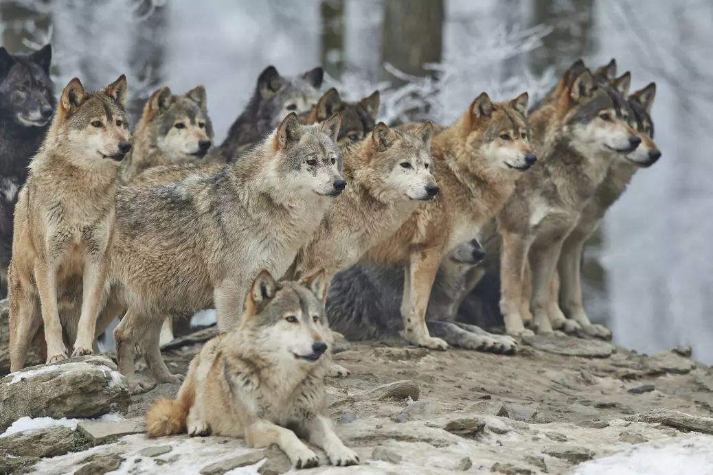 At det blir flere og flere ulv i Europa er kontroversielt i mange land.