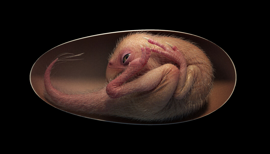En sjelden fossil viser en baby-dinosaur i egget. Her er en en tegning av hvordan den kan ha sett ut. En sjelden fossil viser en baby-dinosaur i egget. Her er en en tegning av hvordan den kan ha sett ut.