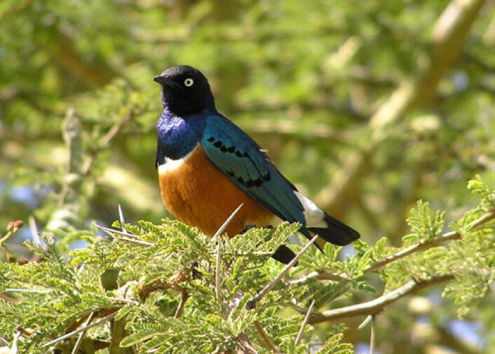Praktstær, Lamprotornis superbus, er vanlig i Øst-Afrika og har svært vakre farger hos både hunn og hann. Evolusjonsbiologer leter etter årsakene til at også hunner utvikler vakre farger. En ny studie tar for seg farger og sosiale mønstre hos afrikanske stær. (Foto: Dustin Rubinstein) Praktstær, Lamprotornis superbus, er vanlig i Øst-Afrika og har svært vakre farger hos både hunn og hann. Evolusjonsbiologer leter etter årsakene til at også hunner utvikler vakre farger. En ny studie tar for seg farger og sosiale mønstre hos afrikanske stær. (Foto: Dustin Rubinstein)