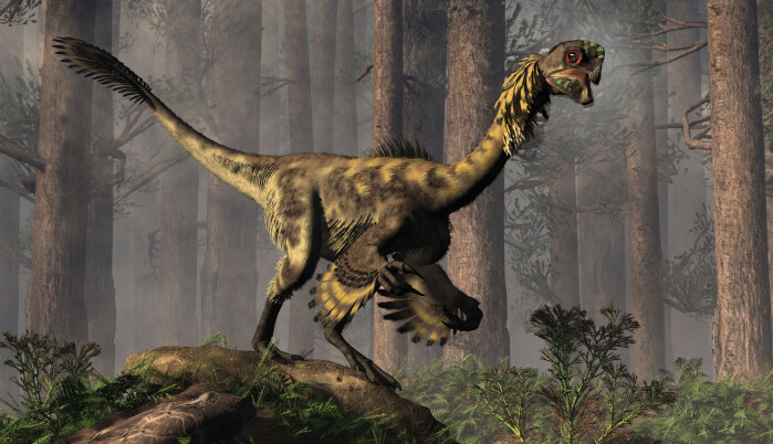 Tegning av en oviraptor. Tegning av en oviraptor.