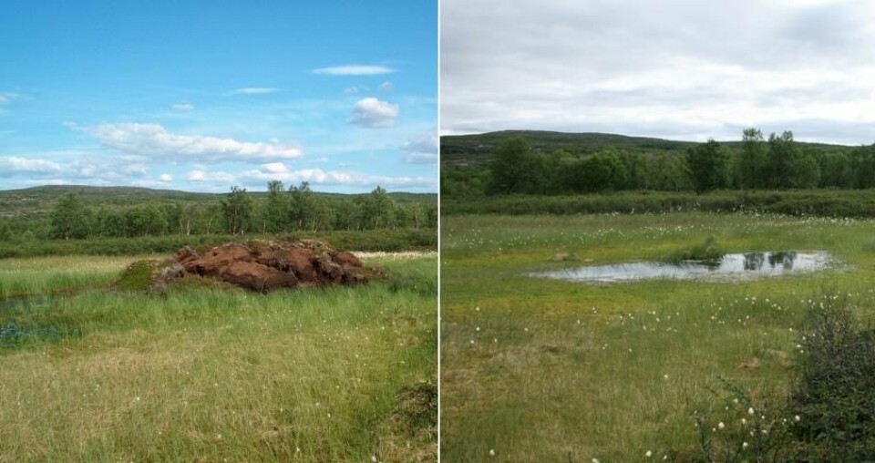 Palsmyr før og etter: Myrhaugen på det ene bildet har smeltet og etterlatt seg en liten dam. (Foto: Annika Hoffgaard)