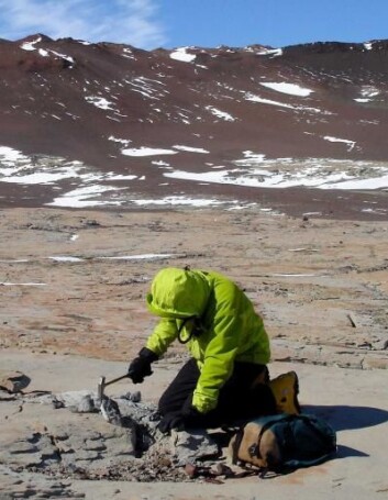 Christian Sidor fra University of Washington leter etter fossiler av firbeinte dyr - tetrapoder - i Allan Hills, sør i området Victoria Land i Antarktis, januar 2006. Christian Sidor fra University of Washington leter etter fossiler av firbeinte dyr - tetrapoder - i Allan Hills, sør i området Victoria Land i Antarktis, januar 2006.