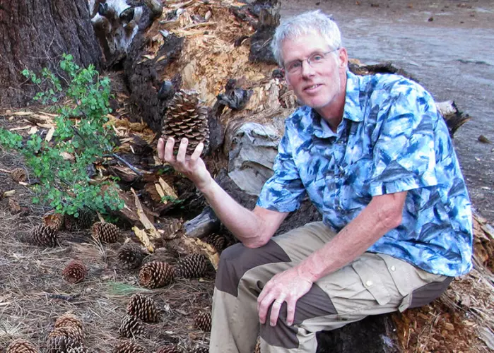 Richard Strimbeck ved en Jeffrey-furu i California. Kongler kan bli mye større enn dette, forteller han i artikkelen.