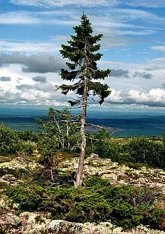 Rotsystemet til grana Old Tjikko ved Fulufjäll i Sverige er borti 10 000 år, men synlige delen er mye yngre. Treet er oppkalt etter oppdageren, professor Leif Kullman sin hund, Tjikko. Rotsystemet til grana Old Tjikko ved Fulufjäll i Sverige er borti 10 000 år, men synlige delen er mye yngre. Treet er oppkalt etter oppdageren, professor Leif Kullman sin hund, Tjikko.