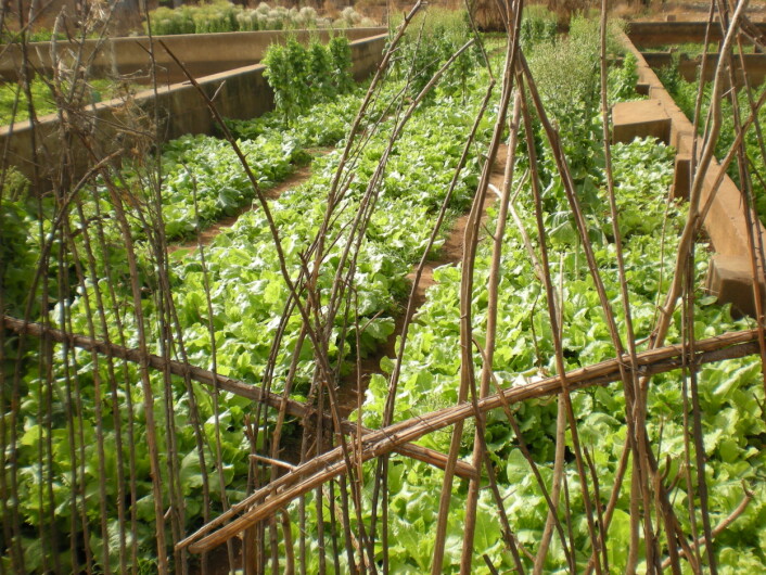 Salat vannet med avløpsvann i Ghana. (Foto: Razak Seidu) Salat vannet med avløpsvann i Ghana. (Foto: Razak Seidu)