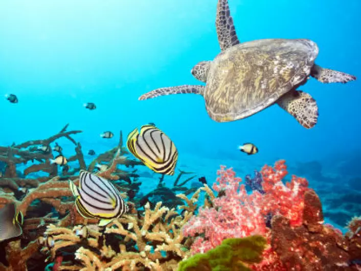 "Ifølge TEEB-studien koster ødeleggelsene av verdens korallrev oss mellom 200 og 1000 milliarder kroner hvert år. (Illustrasjonsfoto: iStockphoto)"