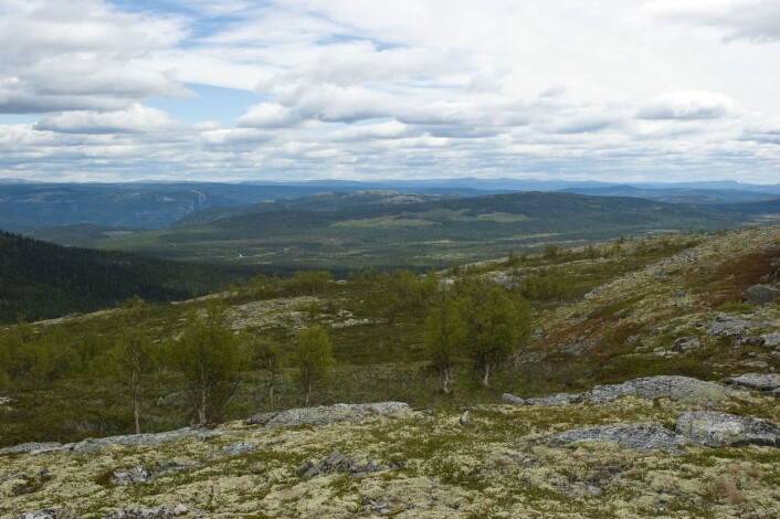 Hirkjølen forsøksområde ligger i Ringebu kommune mellom Atna i Østerdalen og Ringebu i Gudbrandsdalen. Skoggrensen i området har krøpet inntil 50 meter oppover i perioden 1930 til 2007. (Foto: Dan Aamlid, Skog og landskap) Hirkjølen forsøksområde ligger i Ringebu kommune mellom Atna i Østerdalen og Ringebu i Gudbrandsdalen. Skoggrensen i området har krøpet inntil 50 meter oppover i perioden 1930 til 2007. (Foto: Dan Aamlid, Skog og landskap)