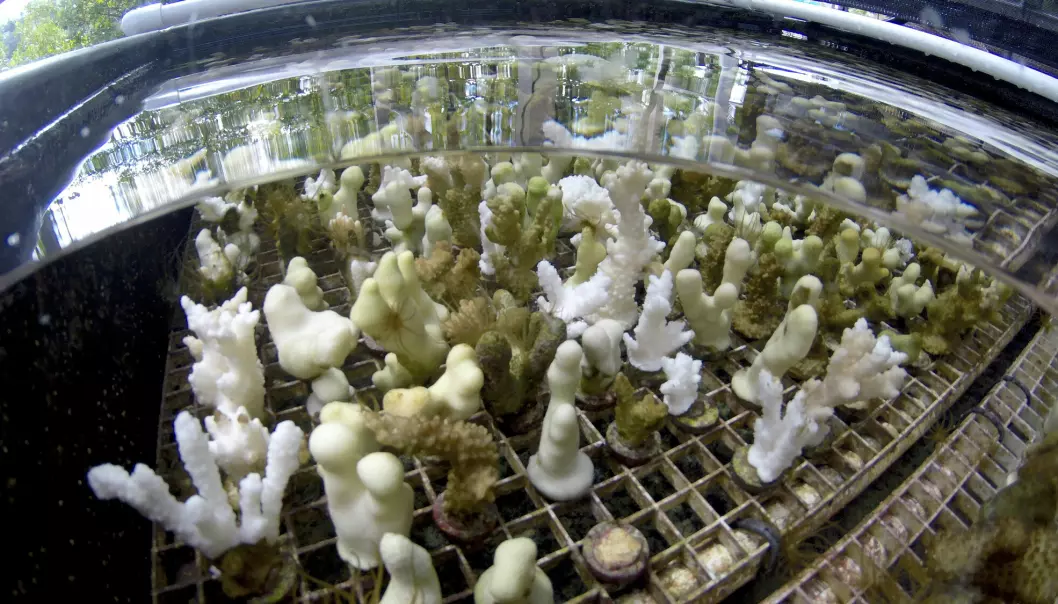 Koraller avles fram i store tanker rundt om i laboratoriet på instituttet for marinbiologi ved Universitetet i Hawaii.