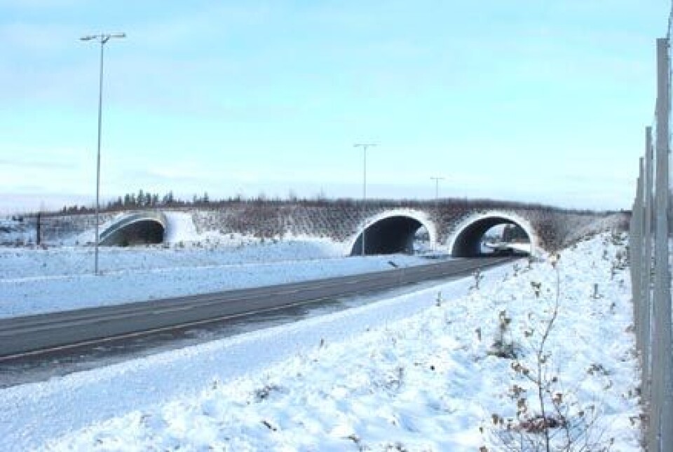 'Viltovergang over Riksveg 174 og Gardermobanen i Ullensaker. (Foto: Siri Guldseth)'