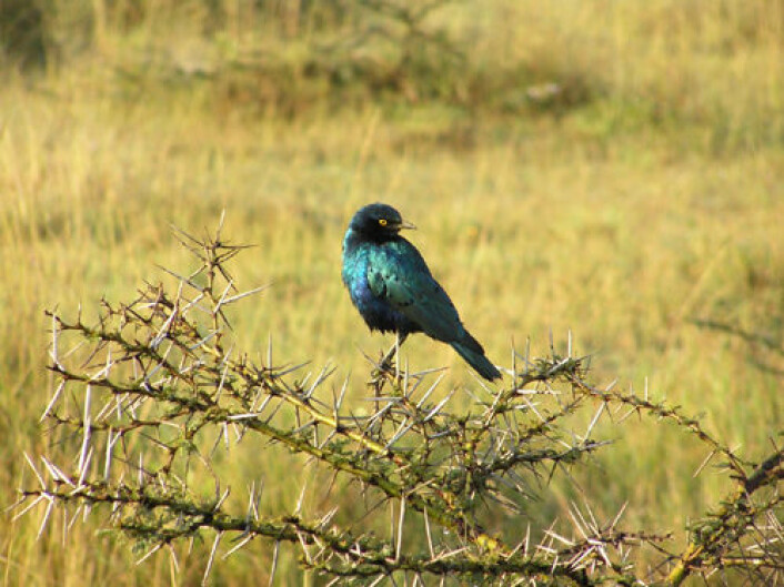 Lamprotornis chloropterus, småglansstær, er en annen stærart som lever i et sosialt mønster som biologene kaller reproduktivt samarbeid. Både hunner og hanner har irisering, eller regnbuespill, i fjærene. Småglansstær finnes i mange land i Afrika sør for Sahara. Bildet er tatt i Kenya. (Foto: Dustin Rubinstein) Lamprotornis chloropterus, småglansstær, er en annen stærart som lever i et sosialt mønster som biologene kaller reproduktivt samarbeid. Både hunner og hanner har irisering, eller regnbuespill, i fjærene. Småglansstær finnes i mange land i Afrika sør for Sahara. Bildet er tatt i Kenya. (Foto: Dustin Rubinstein)