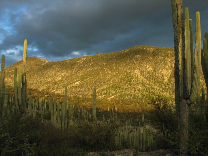 Kaktus-skog i Tehuacán-dalen. (Foto: Stein Joar Hegland) Kaktus-skog i Tehuacán-dalen. (Foto: Stein Joar Hegland)