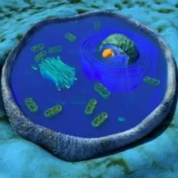 Tverrsnitt av en celle hvor mitokondriene er de avlange "båtene".