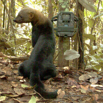 En tregrevling i Peru har fattet interesse for forskernes kamerafelle. (Foto: Smithsonian Institution) En tregrevling i Peru har fattet interesse for forskernes kamerafelle. (Foto: Smithsonian Institution)