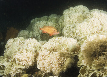 Kaldtvannskoraller er blant naturtypene som er aktuelle å verne i marine verneområder i Norge. (Foto: UWPhoto.no/Kåre Telnes) Kaldtvannskoraller er blant naturtypene som er aktuelle å verne i marine verneområder i Norge. (Foto: UWPhoto.no/Kåre Telnes)