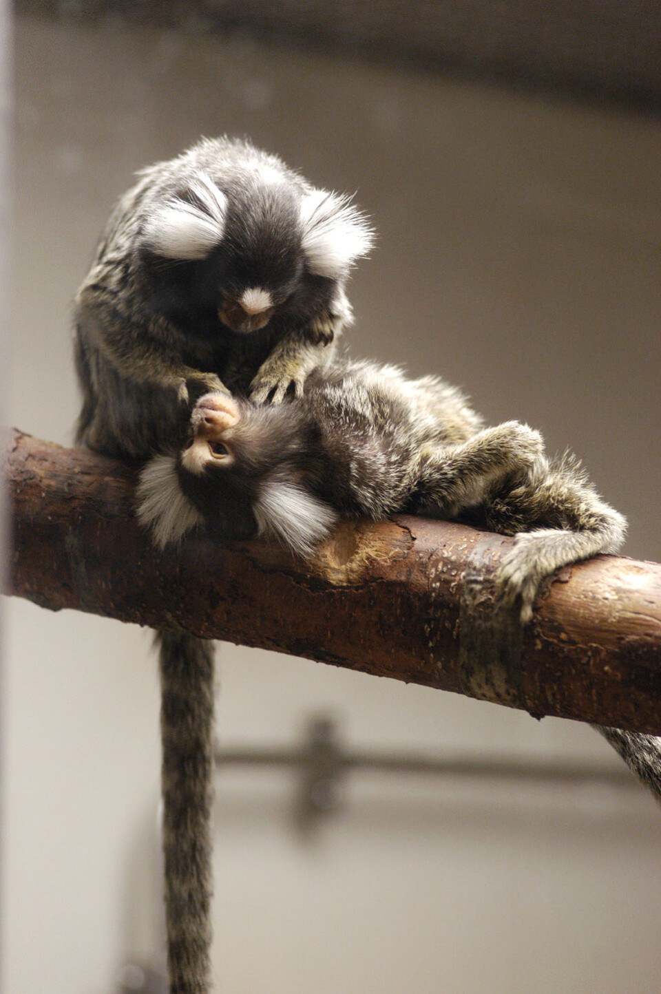 'To marmoset-aper steller hverandre på tilholdsstedet sitt i National Primate Research Center ved Wisconsin-Madison-universitetet i USA. Ingressbildet viser en hann-marmoset og en hunn-marmoset (rød brikke). Alle foto: Jeff Miller, University of Wisconsin-Madison.'
