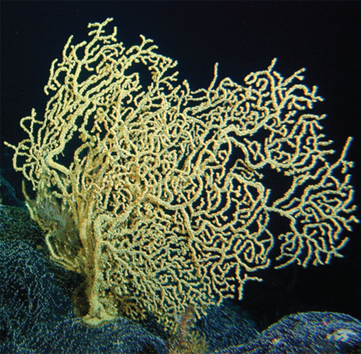 Denne Gerardia-korallen kan være flere tusen år gammel. (Foto: NOAA's Hawaii Undersea Research Laboratory (HURL)) Denne Gerardia-korallen kan være flere tusen år gammel. (Foto: NOAA's Hawaii Undersea Research Laboratory (HURL))