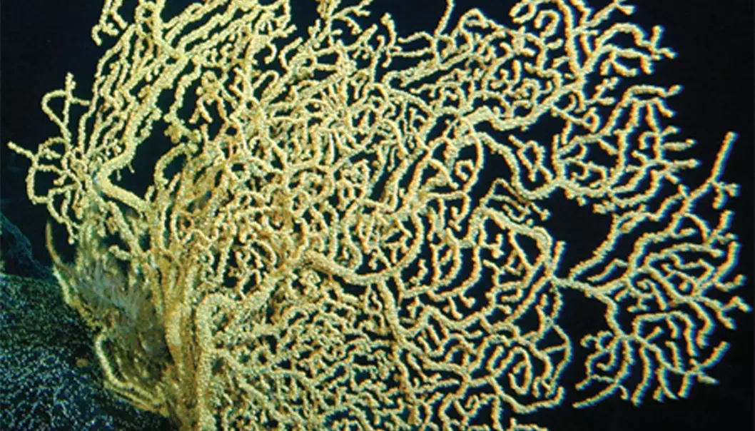 Koraller kan leve i flere tusen år