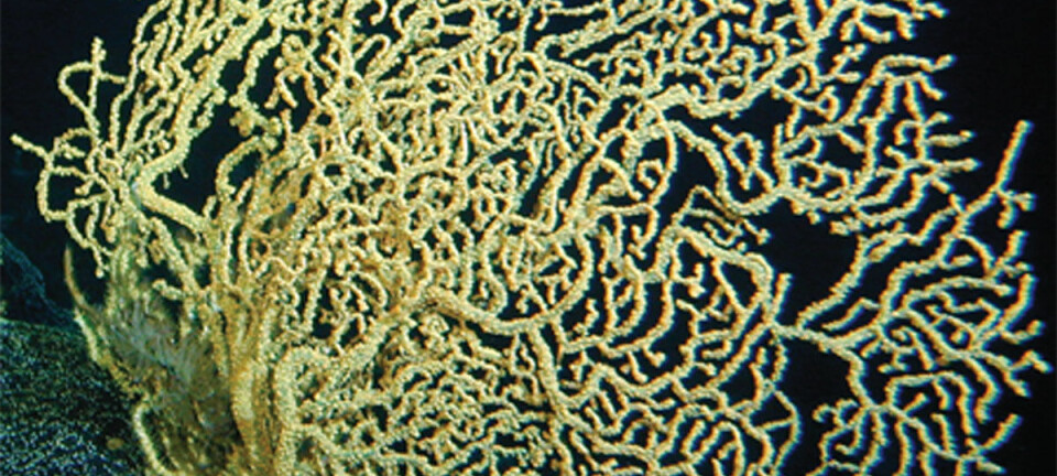 Denne Gerardia-korallen kan være flere tusen år gammel. (Foto: NOAA's Hawaii Undersea Research Laboratory (HURL))