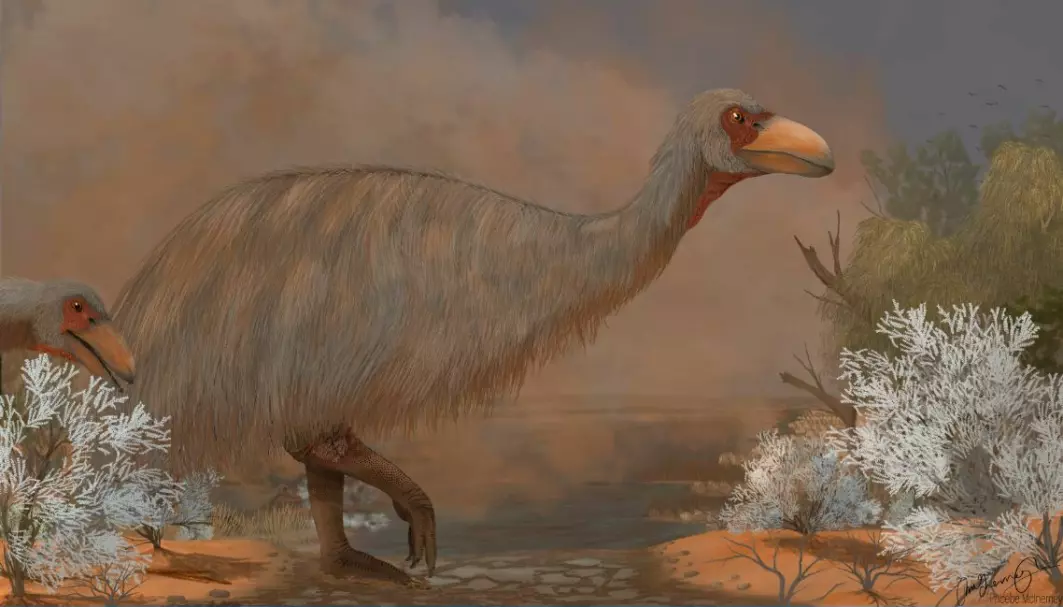 Genyornis newtoni var en to meter høy fugl som levde i Australia.