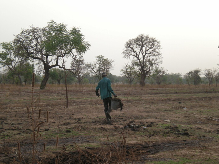 Gårdbruker som sprer slamkaker på jordet i Ghana. (Foto: Razak Seidu)