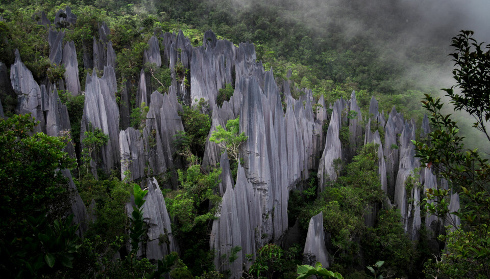 The Mulu Pinnacles er høye fjellformasjoner som stiger opp av regnskogen.