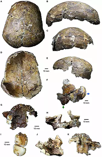 Her er skallen Harrisson fant. Den er datert til å være rundt 37.000 år gammel.