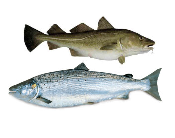 Torsk og laks er først ut. Torsk og laks er først ut.