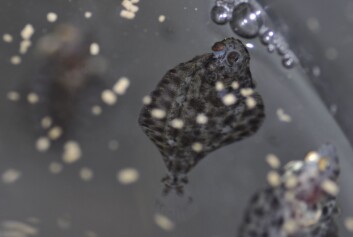 Forskerne eksponerer larver og ungfisk av blant annet kveite for ulike grader av oljeforurensning i vannet. Foto: IRIS Forskerne eksponerer larver og ungfisk av blant annet kveite for ulike grader av oljeforurensning i vannet. Foto: IRIS