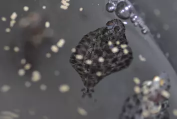 Forskerne eksponerer larver og ungfisk av blant annet kveite for ulike grader av oljeforurensning i vannet. Foto: IRIS