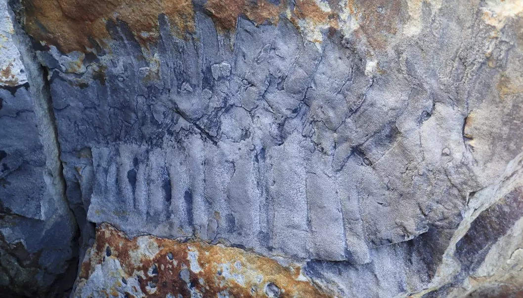 Fossilen av tusenbeinet var inni en stor stein. Steinen hadde brukket i to da den falt ned på en strand i Nord-England.