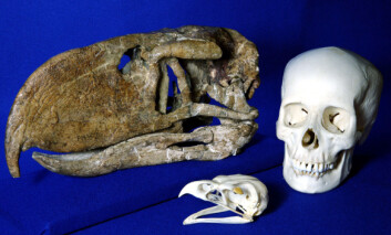 Her ser du den fossile skallen til terrorfuglen, Andalgalornis, sammenlignet med den langt mindre skallen til en moderne kongeørn, og skallen til et voksent menneske. (Foto: Courtesy of Ohio University) Her ser du den fossile skallen til terrorfuglen, Andalgalornis, sammenlignet med den langt mindre skallen til en moderne kongeørn, og skallen til et voksent menneske. (Foto: Courtesy of Ohio University)