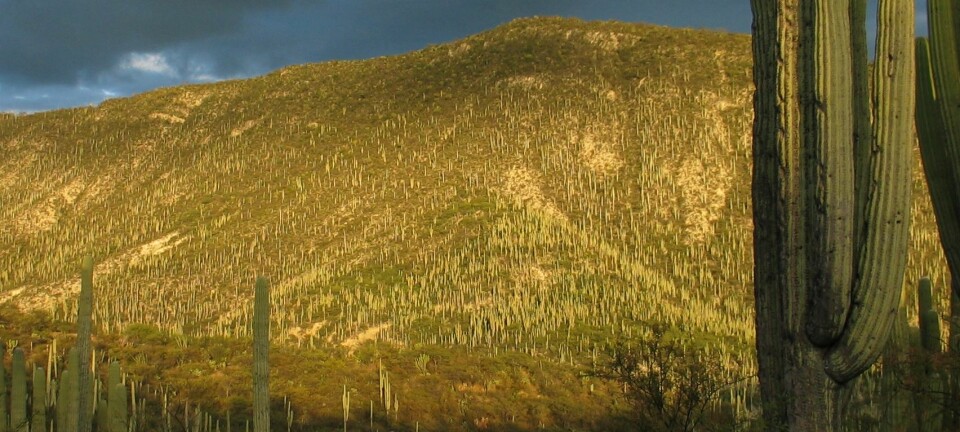 Kaktus-skog i Tehuacán-dalen. (Foto: Stein Joar Hegland)